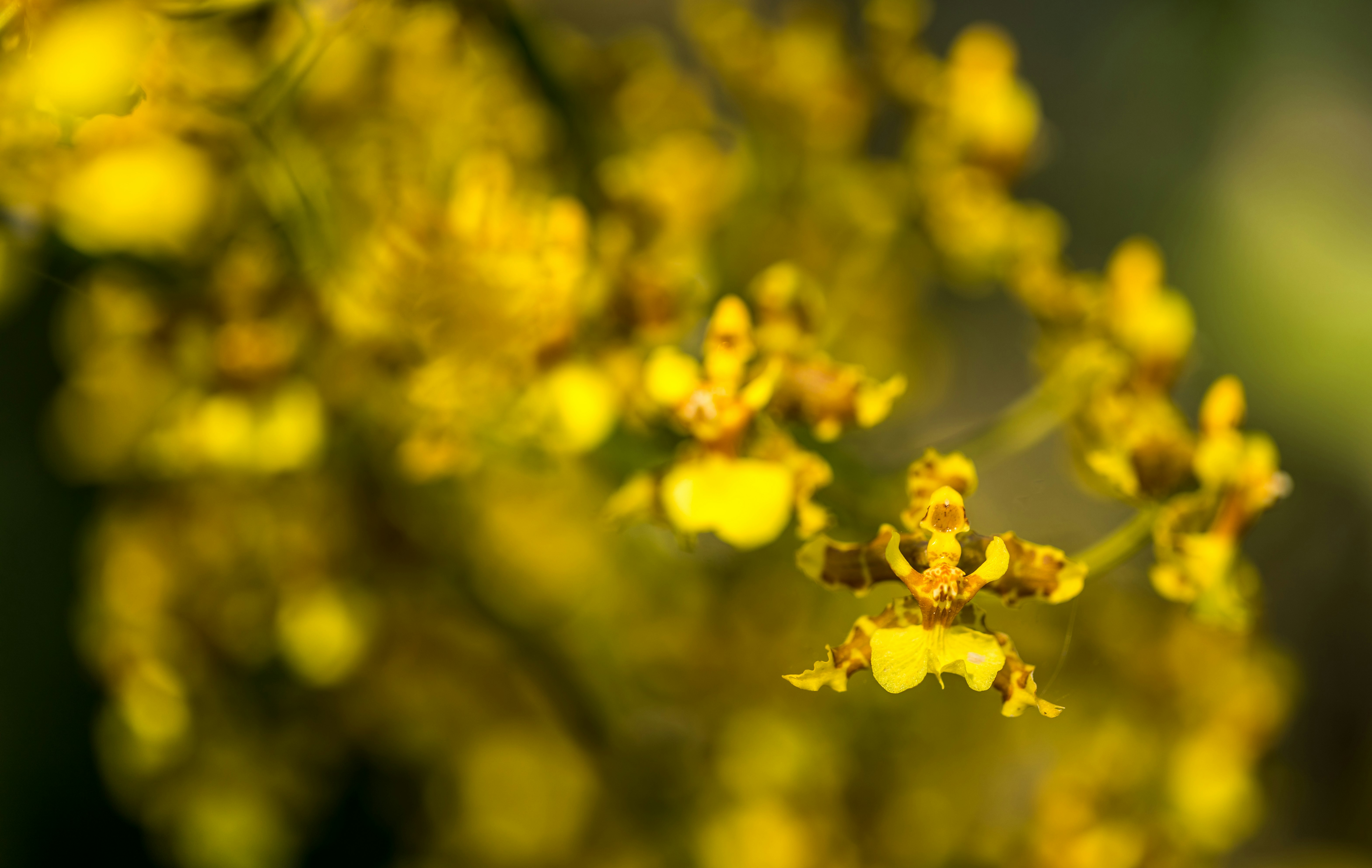 yellow-petaled flower